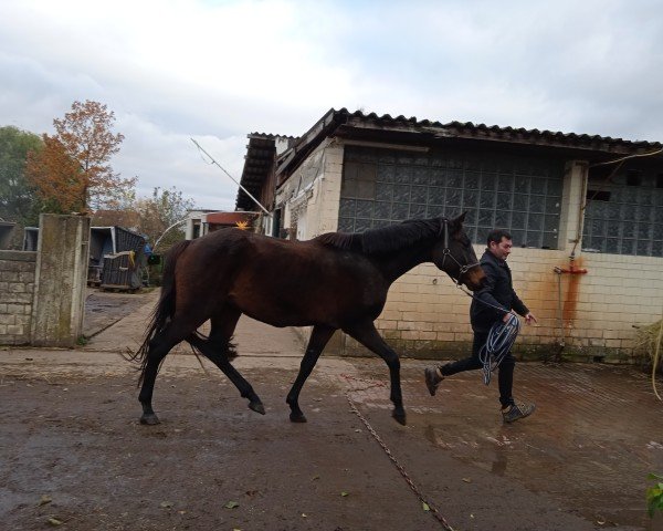 broodmare Medici (German Sport Horse, 2015, from Marseille 6)