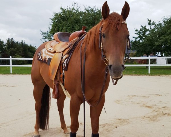 Pferd Mj Sailin The Nite (Quarter Horse, 2012)