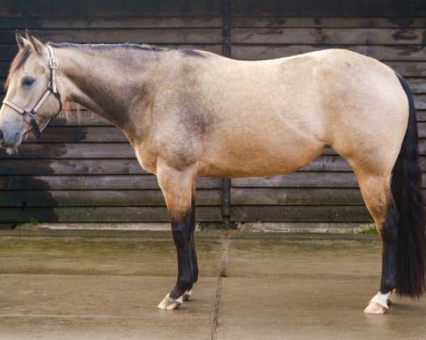 Pferd SW Goldfinger (Quarter Horse, 2020)