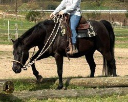 horse SP Dry Little Dakota (Quarter Horse, 2010)