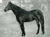 stallion Chambellan AA (Anglo-Arabs, 1968, from Dan II AA)