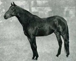 stallion Chambellan AA (Anglo-Arabs, 1968, from Dan II AA)