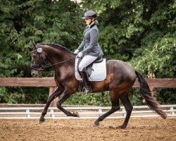 dressage horse Diosa de la noche (Andalusians/horse of pure Spanish race, 2017)