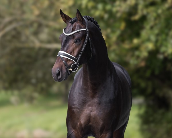 stallion Globall (Oldenburg, 2020, from Global Player OLD)