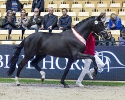 dressage horse Select Me (Hanoverian, 2021, from Secret)