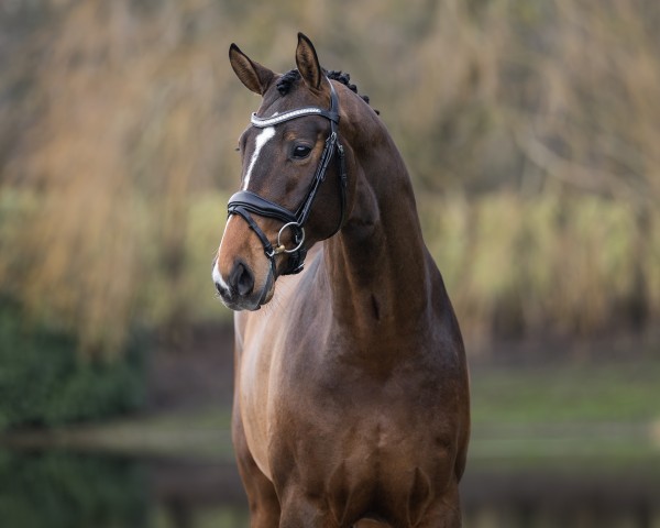 dressage horse Veniro (German Sport Horse, 2021, from DSP VA Bene)