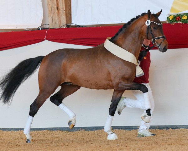 dressage horse Visandro (Hanoverian, 2021, from Vivino)