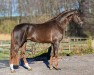 dressage horse Vitelli (Hanoverian, 2021, from Vitalis)