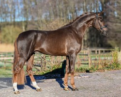 dressage horse Vitelli (Hanoverian, 2021, from Vitalis)