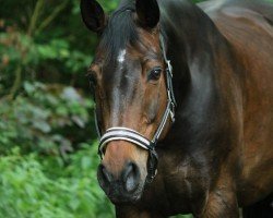 dressage horse Copyright 8 (Oldenburg, 2004, from Carry Gold)