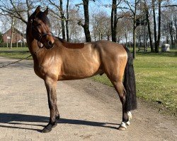 Springpferd Bud Spencer K (Westfale, 2020, von Bellini Royal)