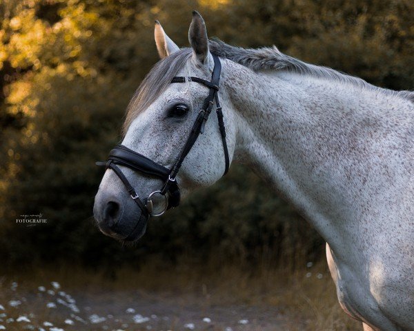 Pferd Lanthano 35 (Deutsches Sportpferd, 2010, von Lesotho)