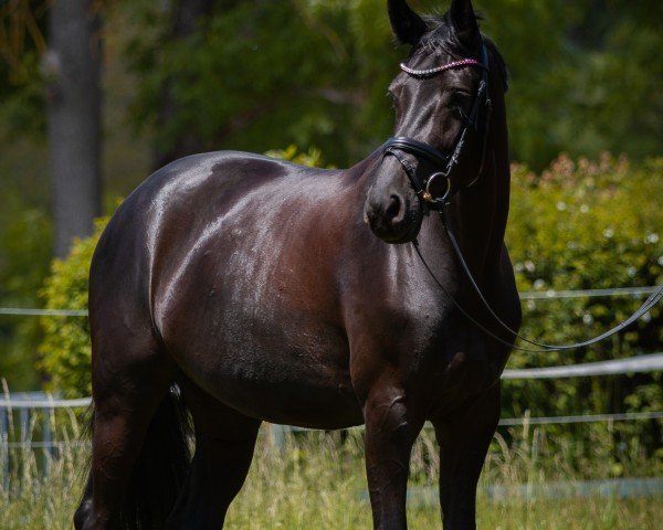 dressage horse Lilly Rose H (German Sport Horse, 2016, from Lord Leopold 7)