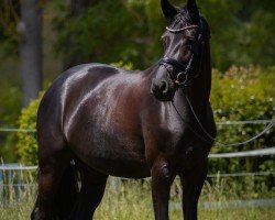 dressage horse Lilly Rose H (German Sport Horse, 2016, from Lord Leopold 7)