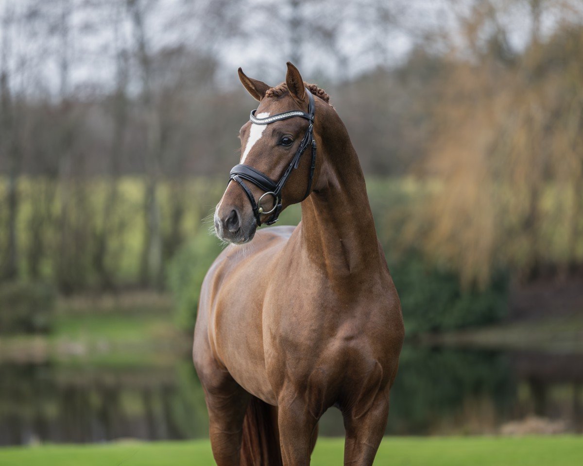 dressage horse Dynamic Dancer (Westphalian, 2021, from Dynamic Dream)