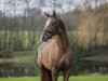 dressage horse Dynamic Dancer (Westphalian, 2021, from Dynamic Dream)