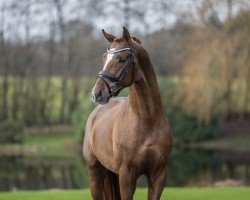 Pferd Dynamic Dancer (Westfale, 2021, von Dynamic Dream)