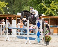 jumper Charlot 6 (KWPN (Royal Dutch Sporthorse), 2007, from Tygo)