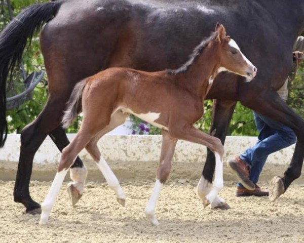 dressage horse Zuperbunt (Westphalian, 2019, from Zoom)