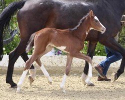 dressage horse Zuperbunt (Westphalian, 2019, from Zoom 8)