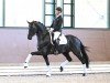 stallion Straight Horse Leonardo (Danish Warmblood, 2020, from Lord Europe)