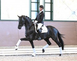 Deckhengst Straight Horse Leonardo (Dänisches Warmblut, 2020, von Lord Europe)