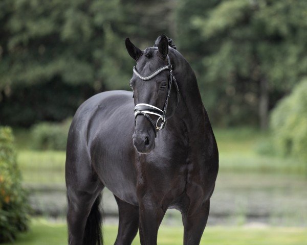 Deckhengst Straight Horse Leonardo (Dänisches Warmblut, 2020, von Lord Europe)