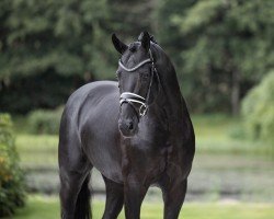 Deckhengst Straight Horse Leonardo (Dänisches Warmblut, 2020, von Lord Europe)