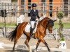 dressage horse Sinfinity (Westphalian, 2019, from Sir Heinrich OLD)