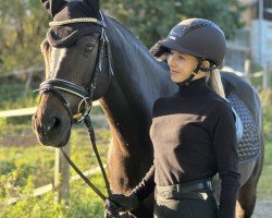 dressage horse Nerius (German Riding Pony, 2009, from Wengelo's Nelson)