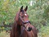 dressage horse Barkary (Hanoverian, 2018, from Callaho's Benicio)