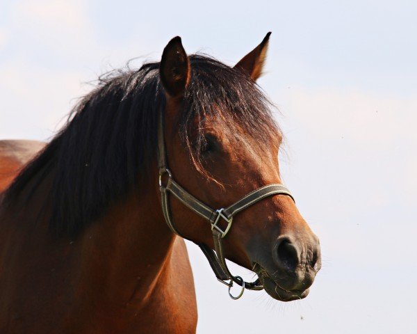 Zuchtstute Haley (Deutsches Reitpony, 2011, von Halifax)