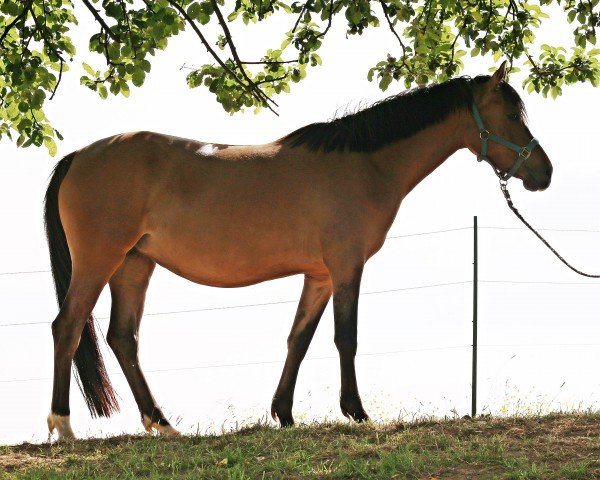 Zuchtstute Clara (Rheinländer, 2015, von FS Champion de Luxe)