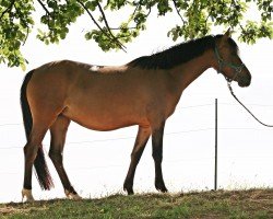 broodmare Clara (Rhinelander, 2015, from FS Champion de Luxe)