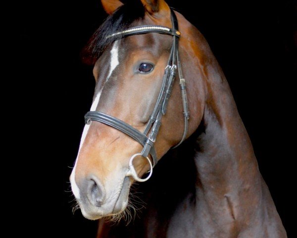 horse Jonnie (KWPN (Royal Dutch Sporthorse), 2014)