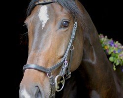 horse Mohnblüte (German Sport Horse, 2009, from Rajko)