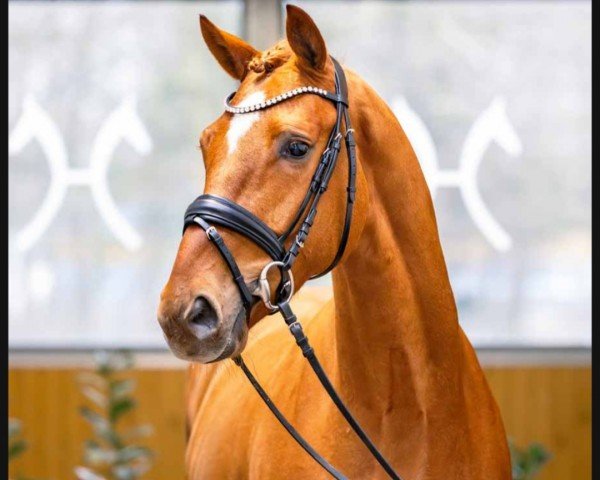 dressage horse London Swing (Hanoverian, 2020, from Livaldon)