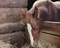 dressage horse May-Lin JB (Little German Riding Horse, 2023, from Crown Dramatic)