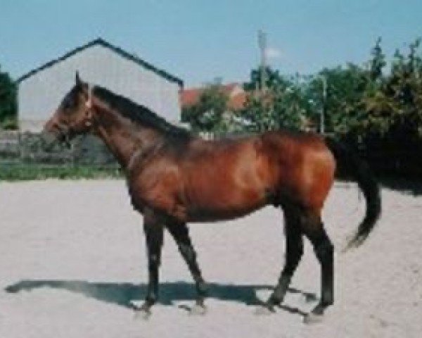 stallion Rosalion AA (Anglo-Arabs, 1990, from Le Grillon II AA)