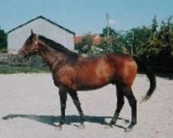 Deckhengst Rosalion AA (Anglo-Araber, 1990, von Le Grillon II AA)