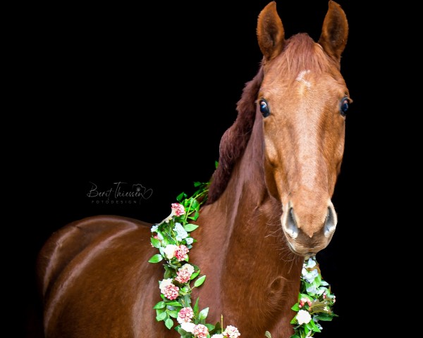 dressage horse Finnigan's Red Devil (Oldenburg, 2019, from Finnigan)