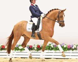 dressage horse Wild Romantic (Oldenburg, 2020, from Wild Child)