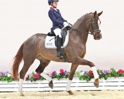 dressage horse Recall (Oldenburg, 2019, from Fuechtels Floriscount OLD)