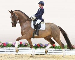 dressage horse Sol de Color (Oldenburg, 2019, from Sezuan)