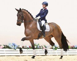 dressage horse Depeche Mode P (Oldenburg, 2019, from Double Hit)