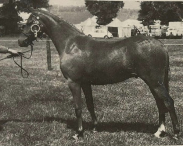 Pferd Twylands Pippin (British Riding Pony, 1975, von Twylands Troubadour)