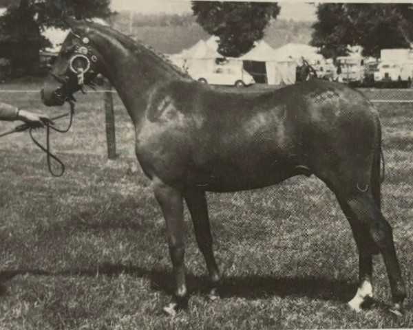 horse Twylands Pippin (British Riding Pony, 1975, from Twylands Troubadour)