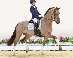 dressage horse Fall in Love (Oldenburg, 2020, from Fonq)