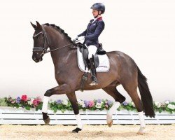 dressage horse Sotheby (Oldenburg, 2020, from Sezuan's Donnerhall)