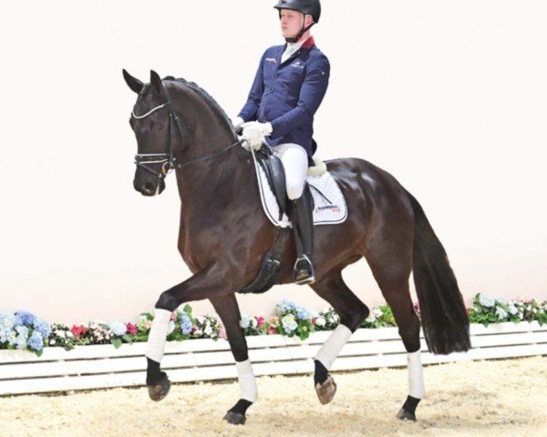 dressage horse Mocca de Luxe (Oldenburg, 2019, from Morricone)